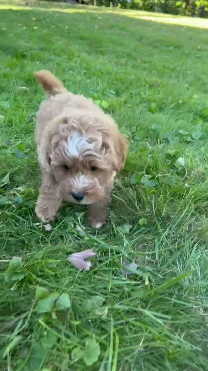 Mini Goldendoodle dogs for sale: Max 💎 - Video 1