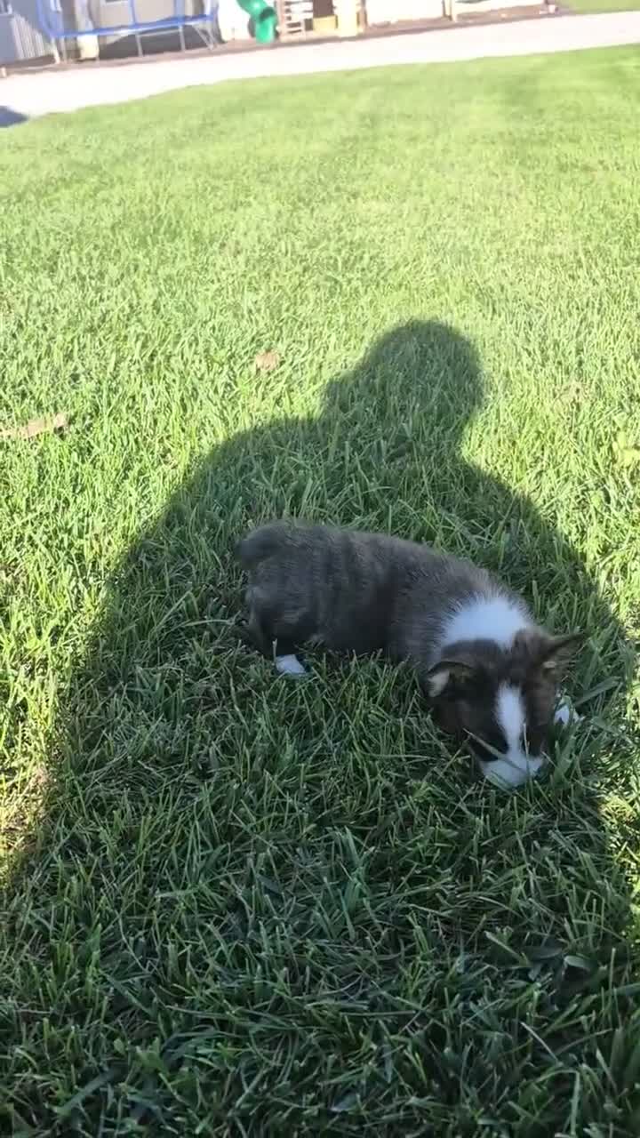 Welsh Corgi Pembroke dogs for sale: Thor - Video 1