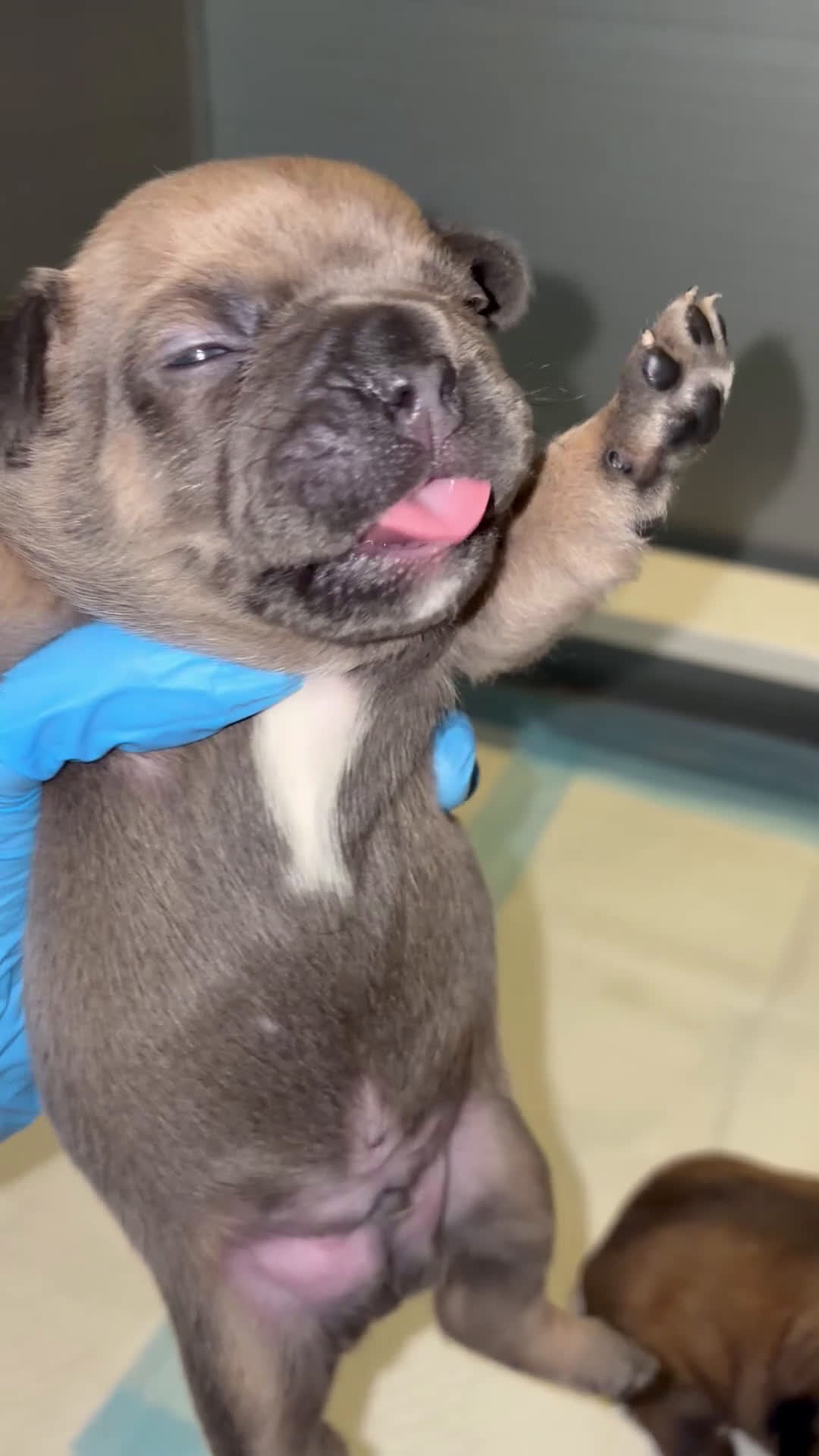 French Bulldog dogs for sale: French Bulldog Puppy 1 - Video 1