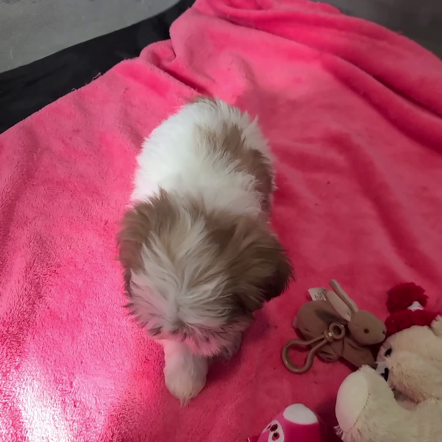 Shih Tzu dogs for sale: Isabella - Video 1
