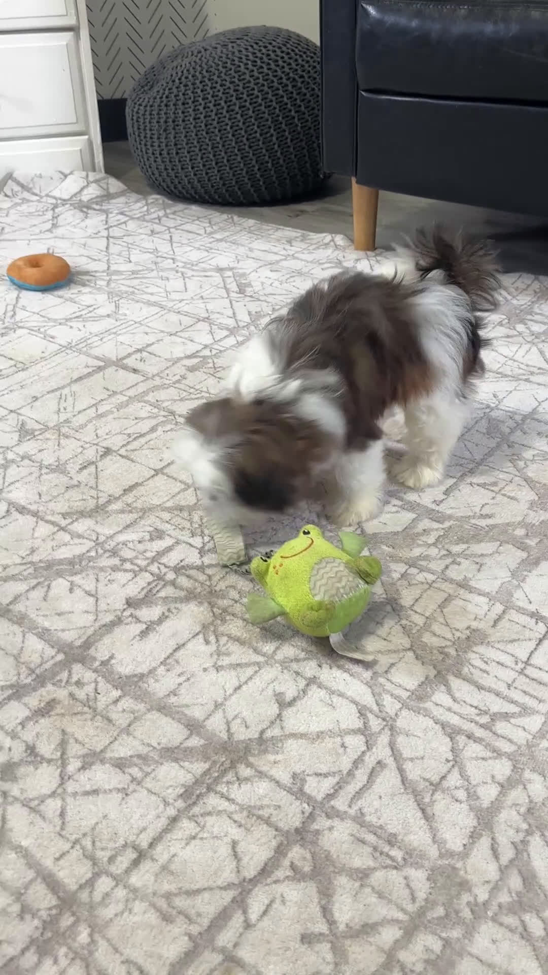 Shih Tzu dogs for sale: Shih Tzu Puppy 1 - Video 1