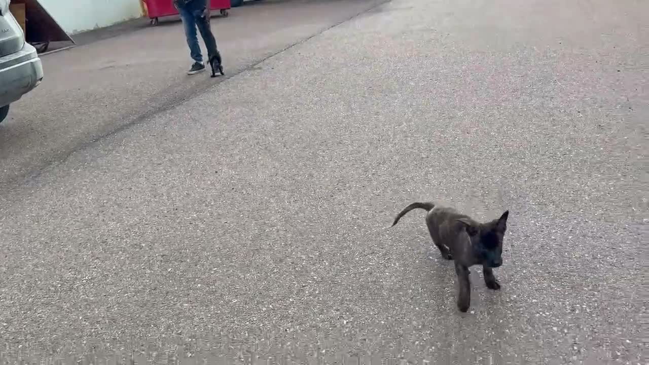Mixed Breed dogs for sale: Girl 1 - Video 1