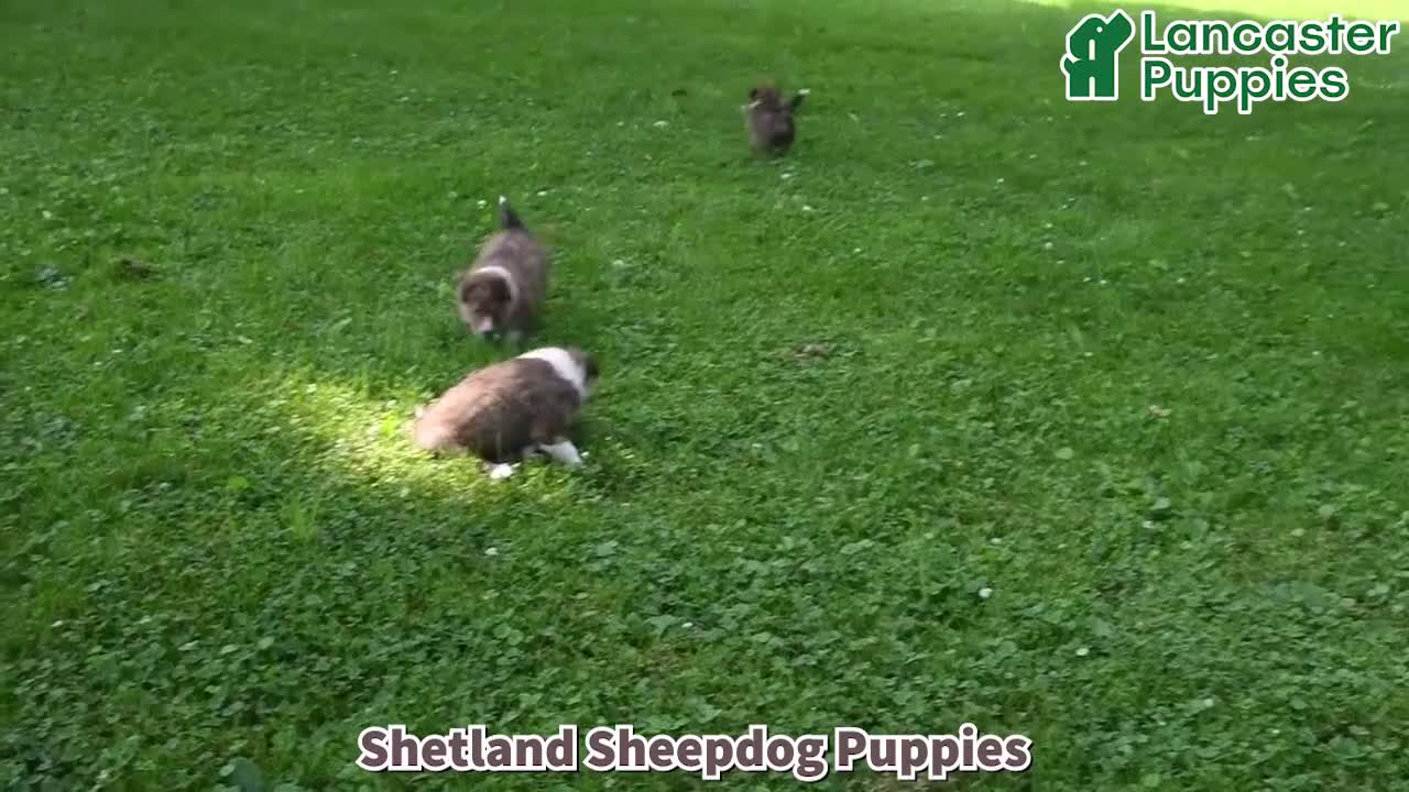 Shetland Sheepdog dogs for sale: Charlotte - Video 1