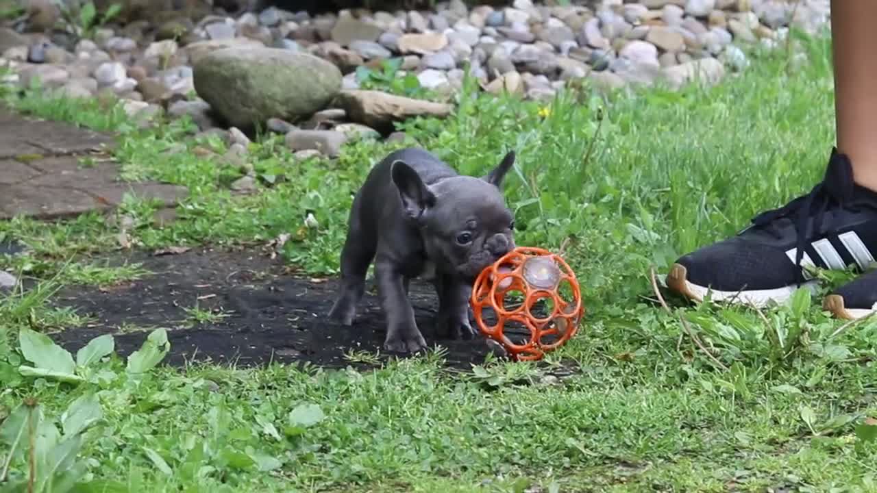 French Bulldog dogs for sale: Darla - Video 1