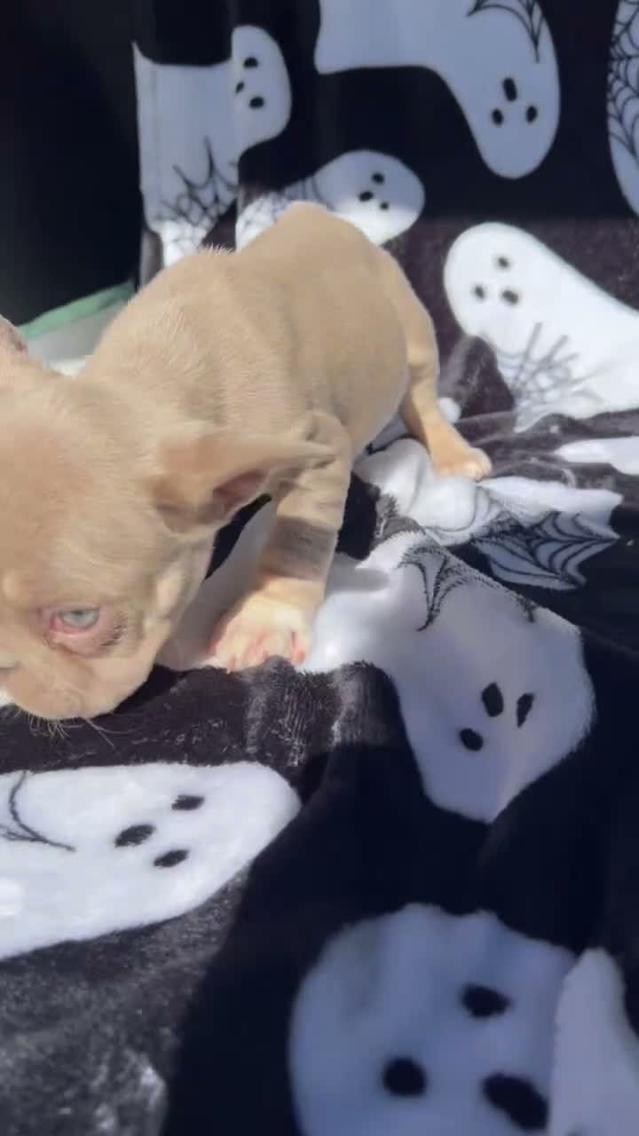 French Bulldog dogs for sale: Rollie - Video 1