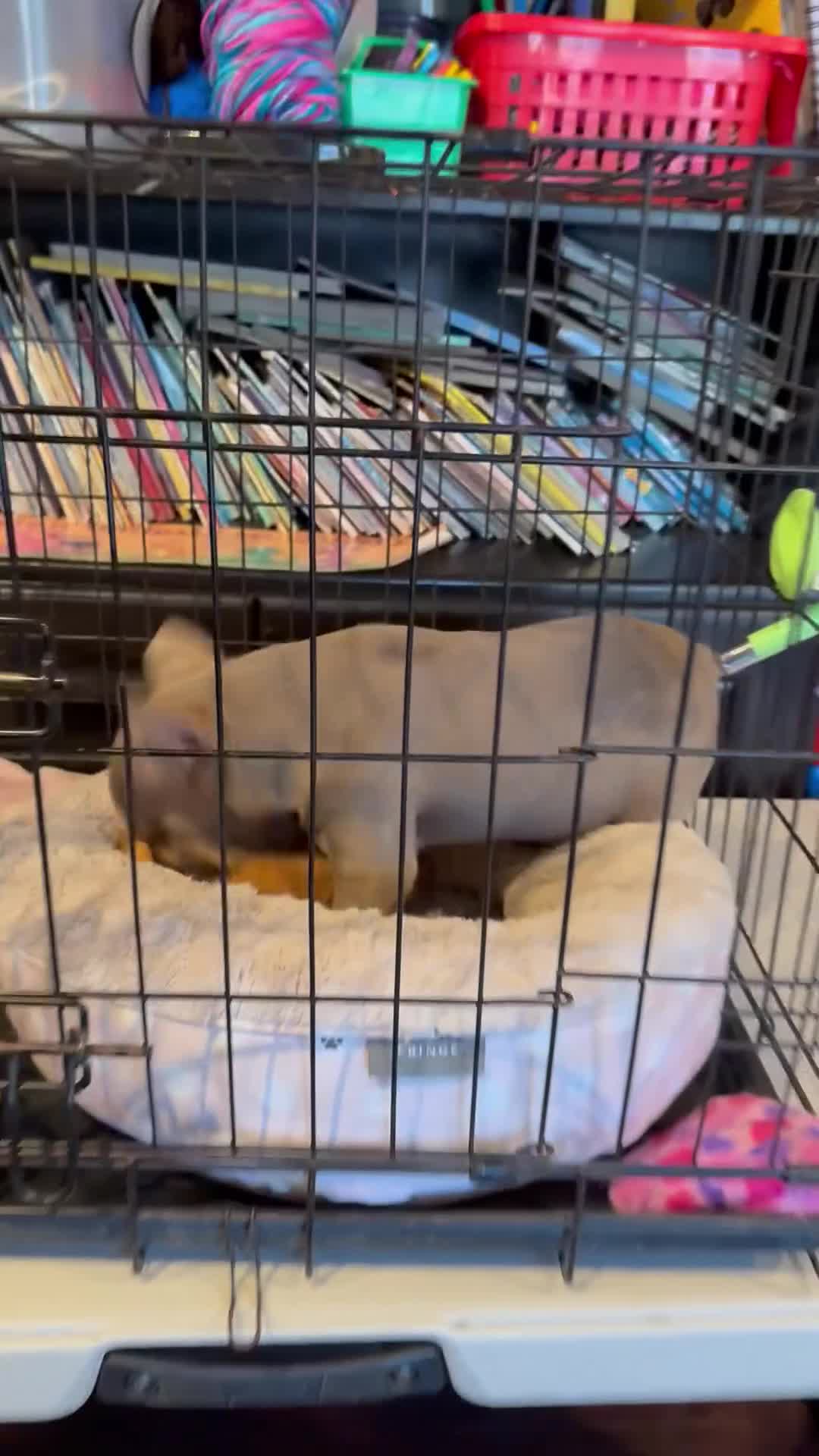French Bulldog dogs for sale: COCO-ISABELLA Fluffy Carrier in CALI, USA DELIVERY AVAILABLE! - Video 1