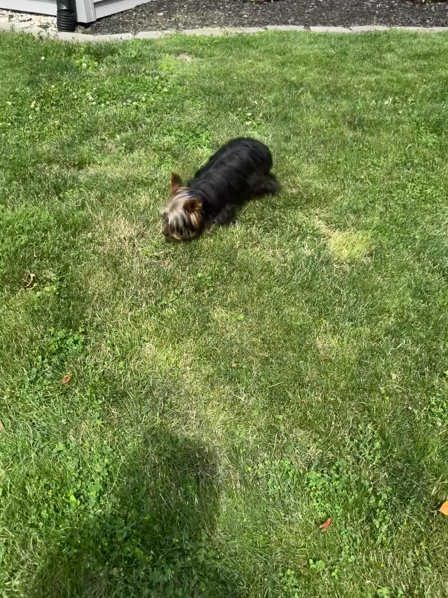 Yorkshire Terrier dogs for sale: Miles - Video 1