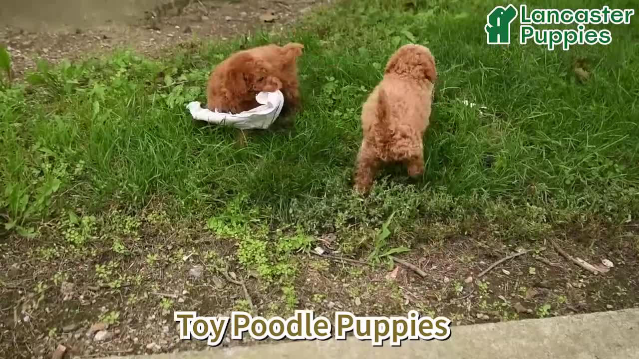 Toy Poodle dogs for sale: Oakley - Video 1