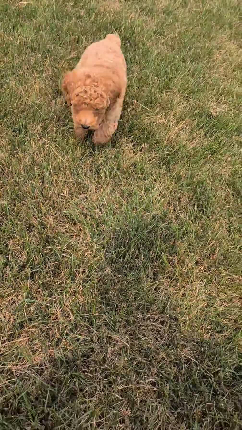 Miniature Poodle dogs for sale: Shiloh - Video 1