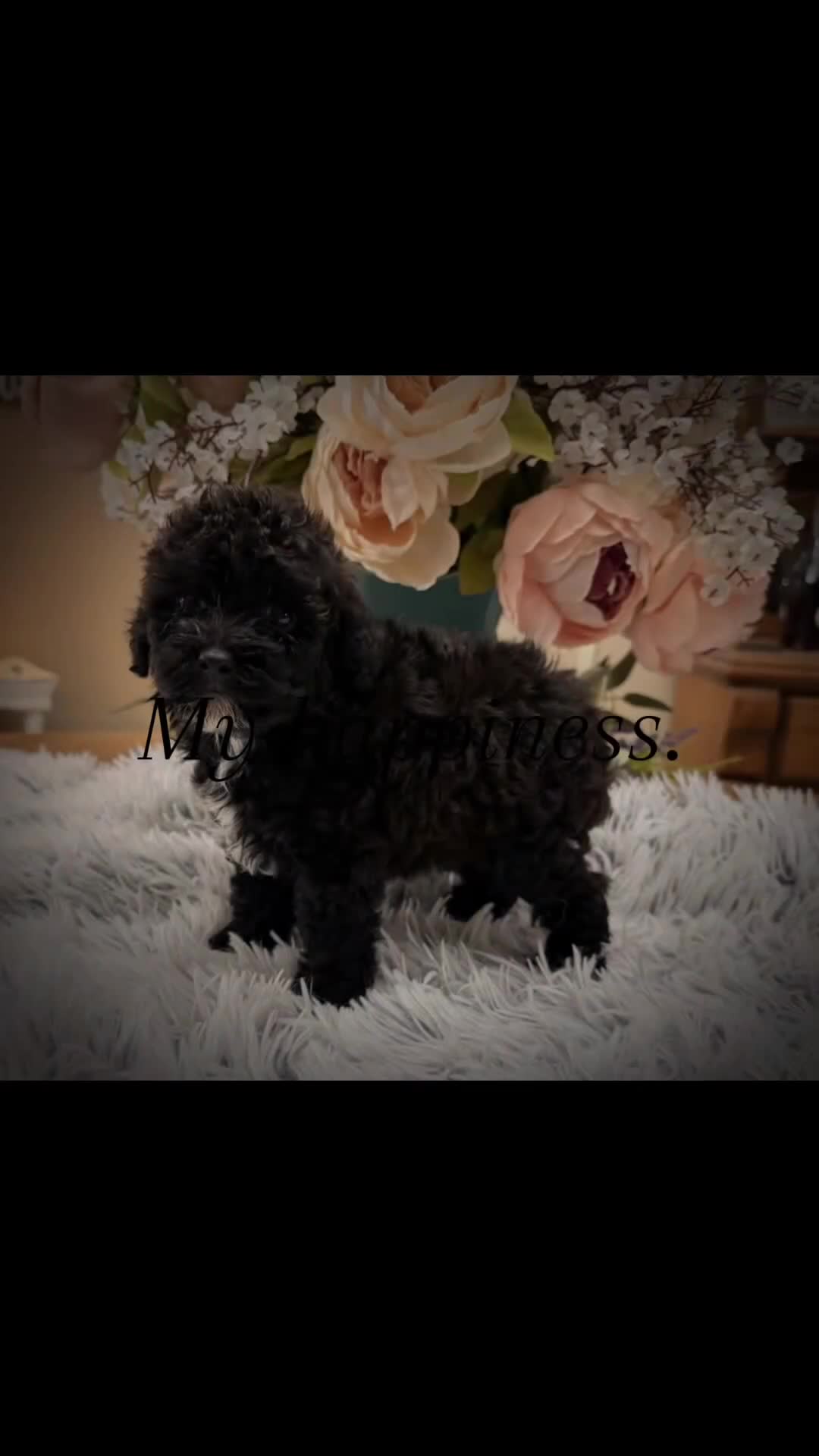 Miniature Poodle dogs for sale: Miniature Poodle 2 - Video 1