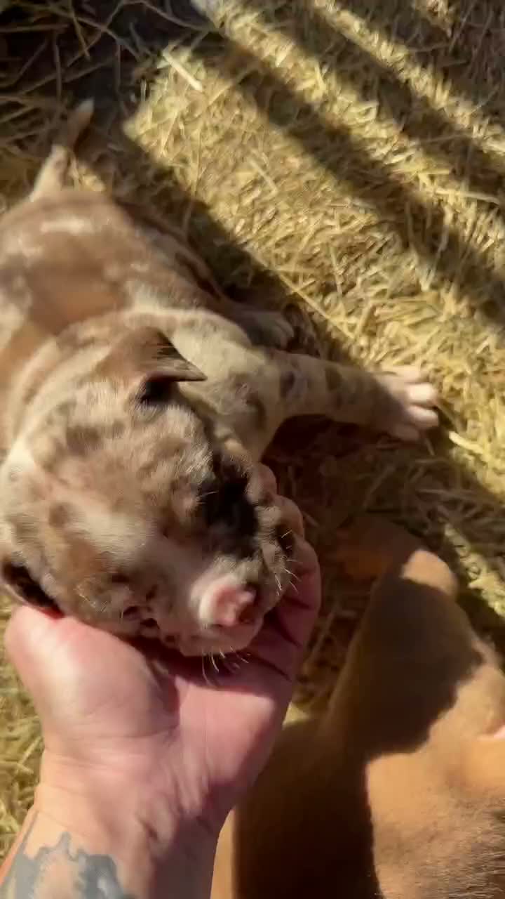 American Bully dogs for sale: American Bully 2 - Video 1