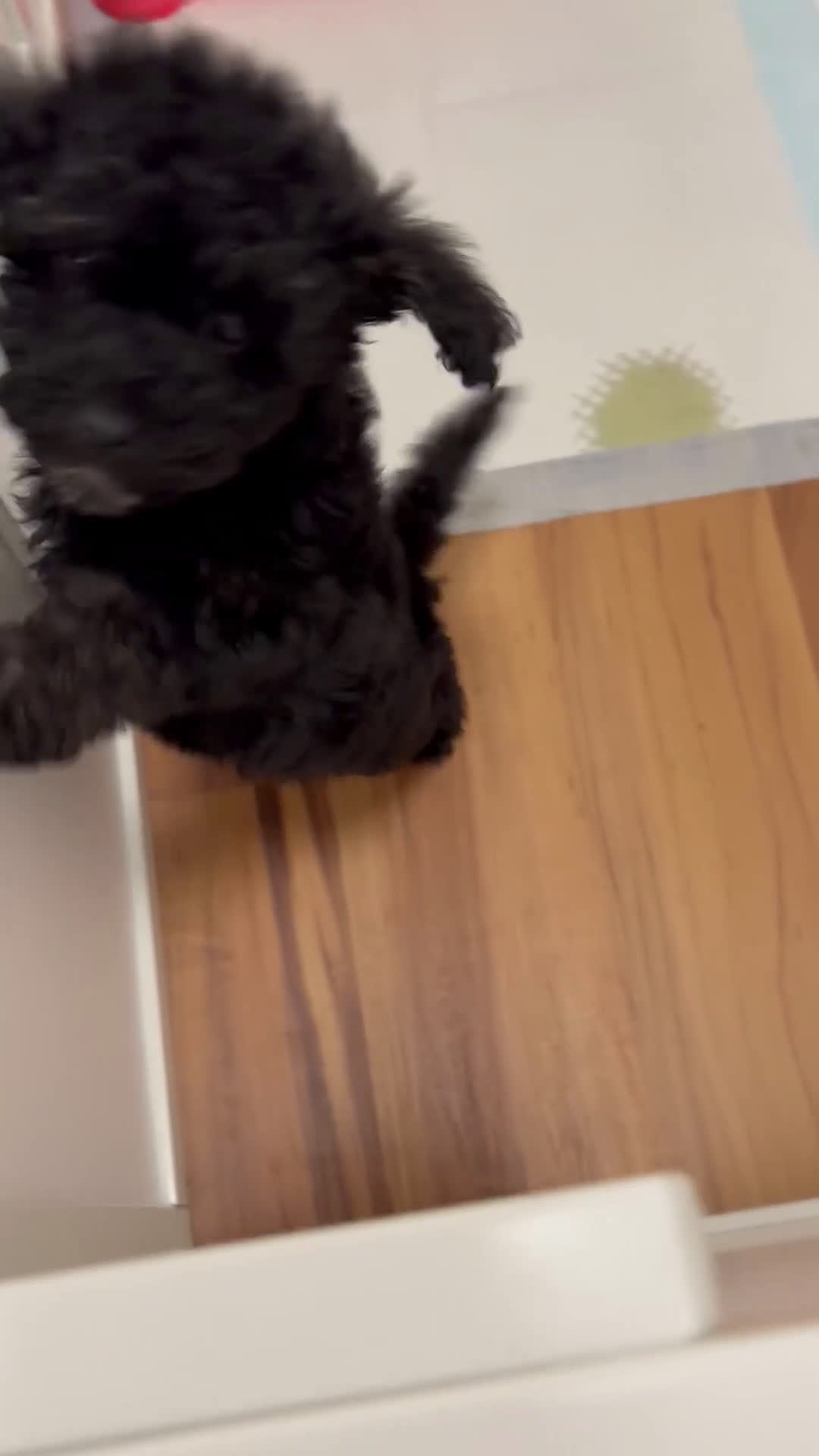 Mini Goldendoodle dogs for sale: Mini Goldendoodle ‘Trix’ - Video 1