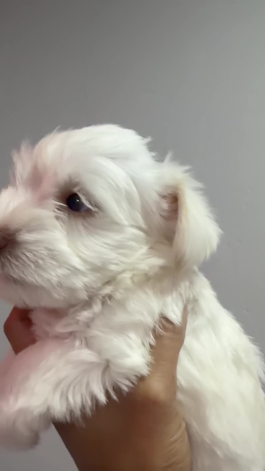 Miniature Schnauzer dogs for sale: Miniature Schnauzer Puppy 2 - Video 1