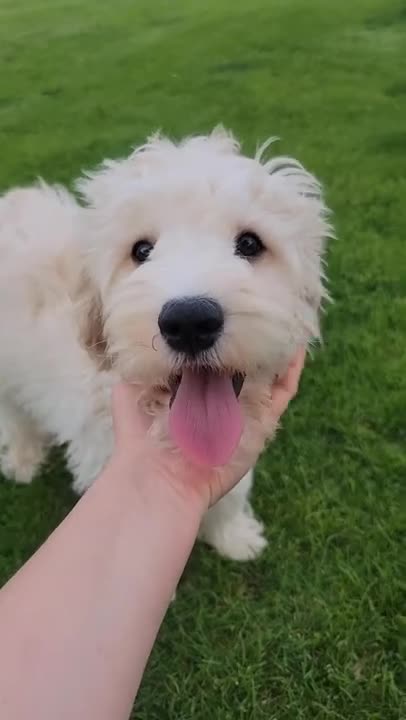 Mini Goldendoodle dogs for sale: Finn Male - Video 1