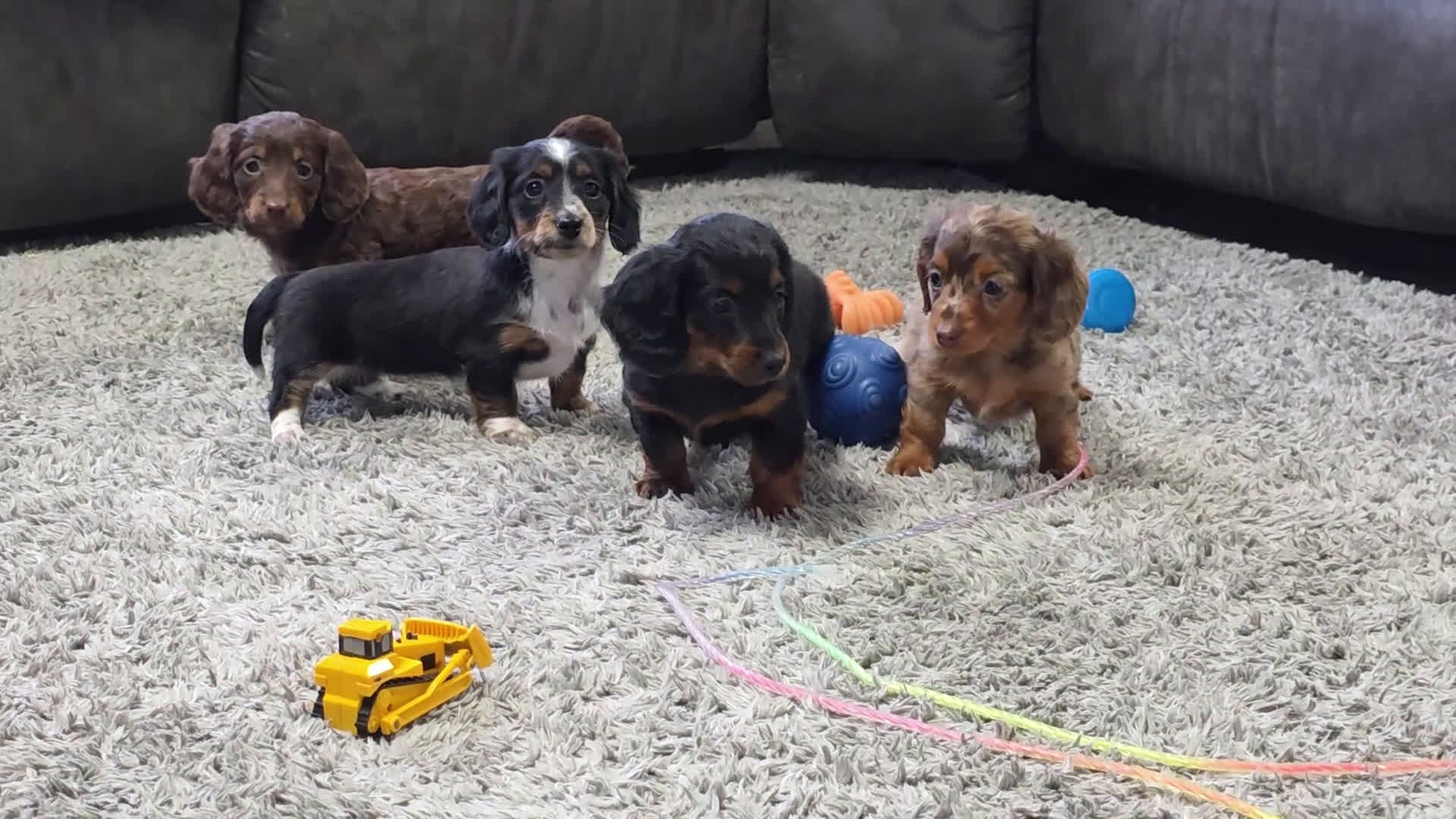 Miniature Dachshund dogs for sale: Elsa - Video 1