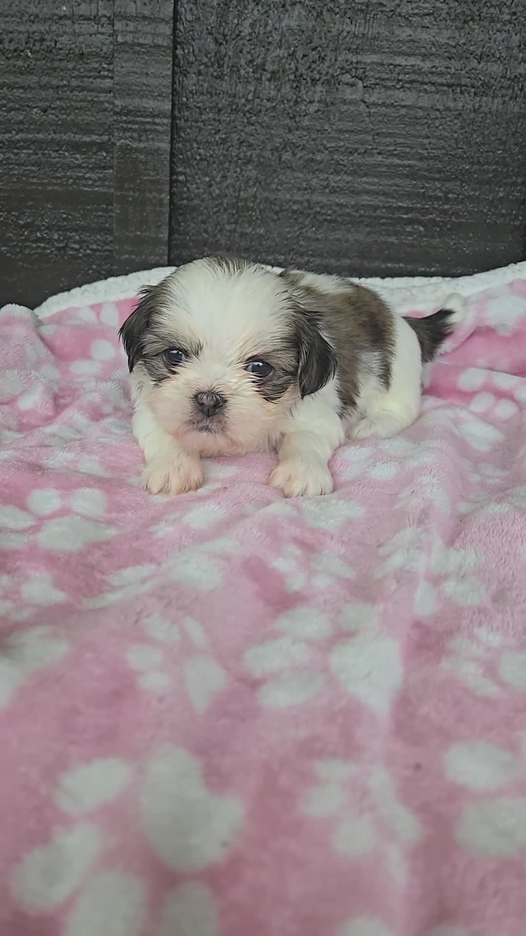 Mixed Breed dogs for sale: Shinese Lulu - Video 1