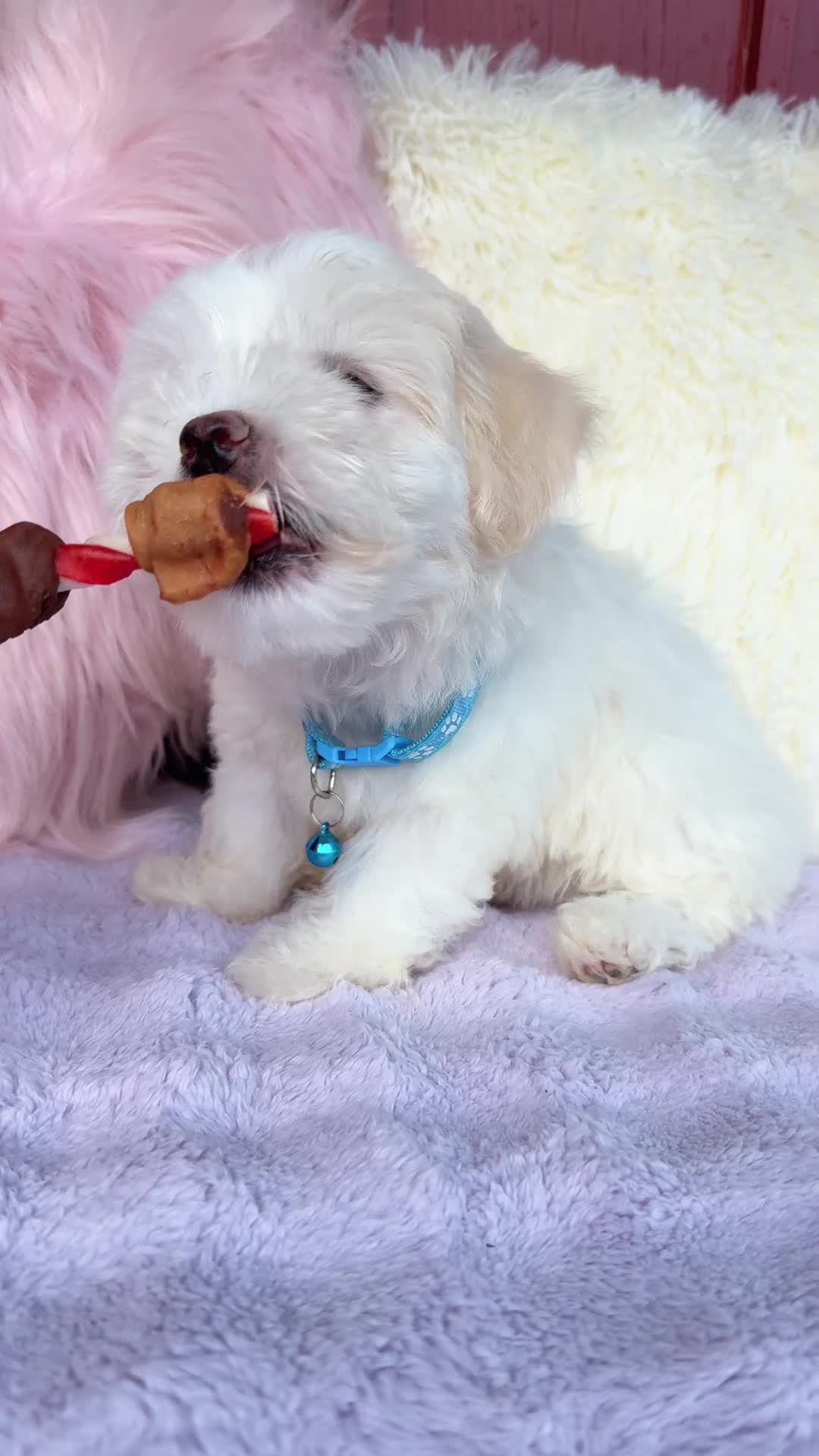 Maltipoo dogs for sale: 🩵 Cody 🩵 - Video 1