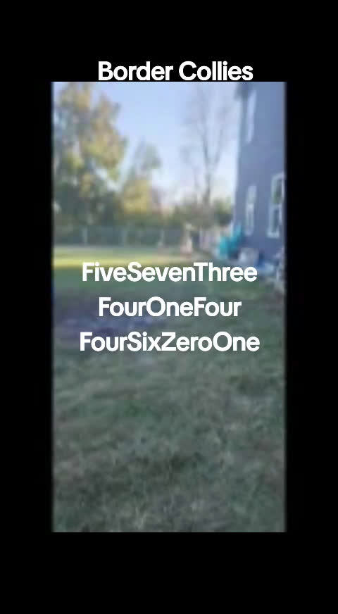 Border Collie dogs for sale: Zinny - Video 1