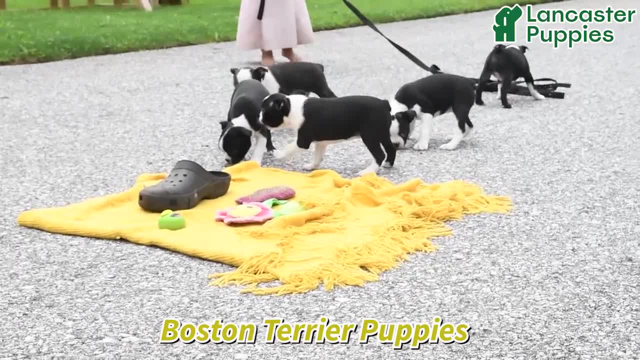 Boston Terrier dogs for sale: Boo Boo - Video 1