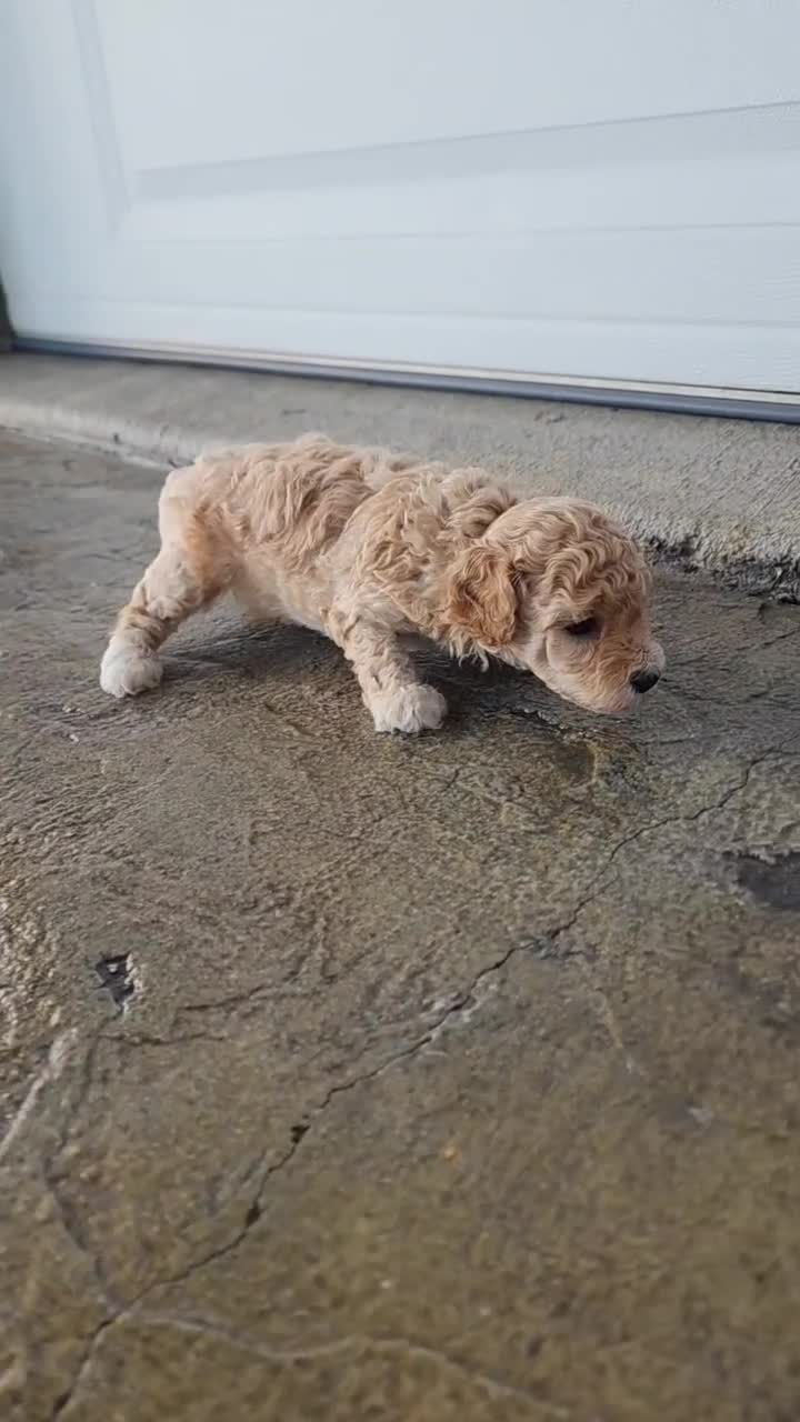 Toy Poodle dogs for sale: Toy Poodle 2 - Video 1