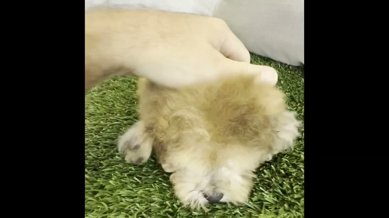 Bichpoo dogs for sale: Kona - Video 1