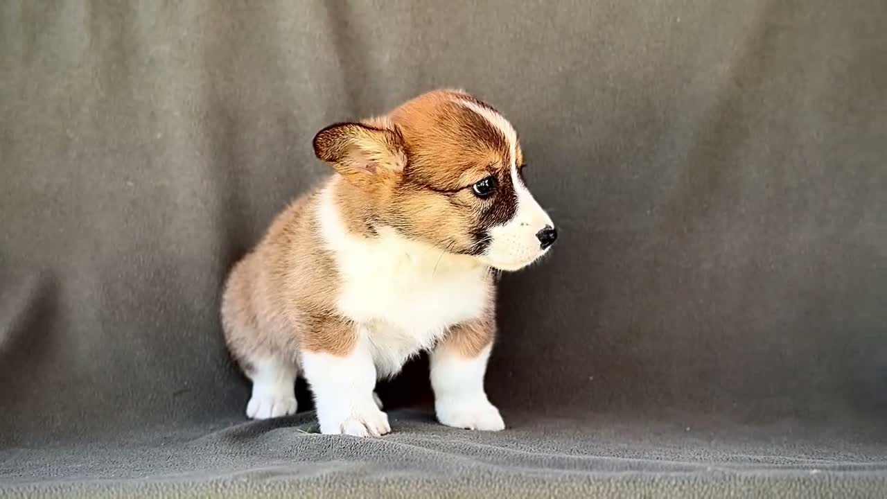 Welsh Corgi Pembroke dogs for sale: Buford - Video 1