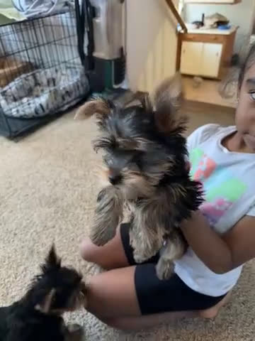 Yorkshire Terrier dogs for sale: Yorkshire Terrier Puppy 1 - Video 2