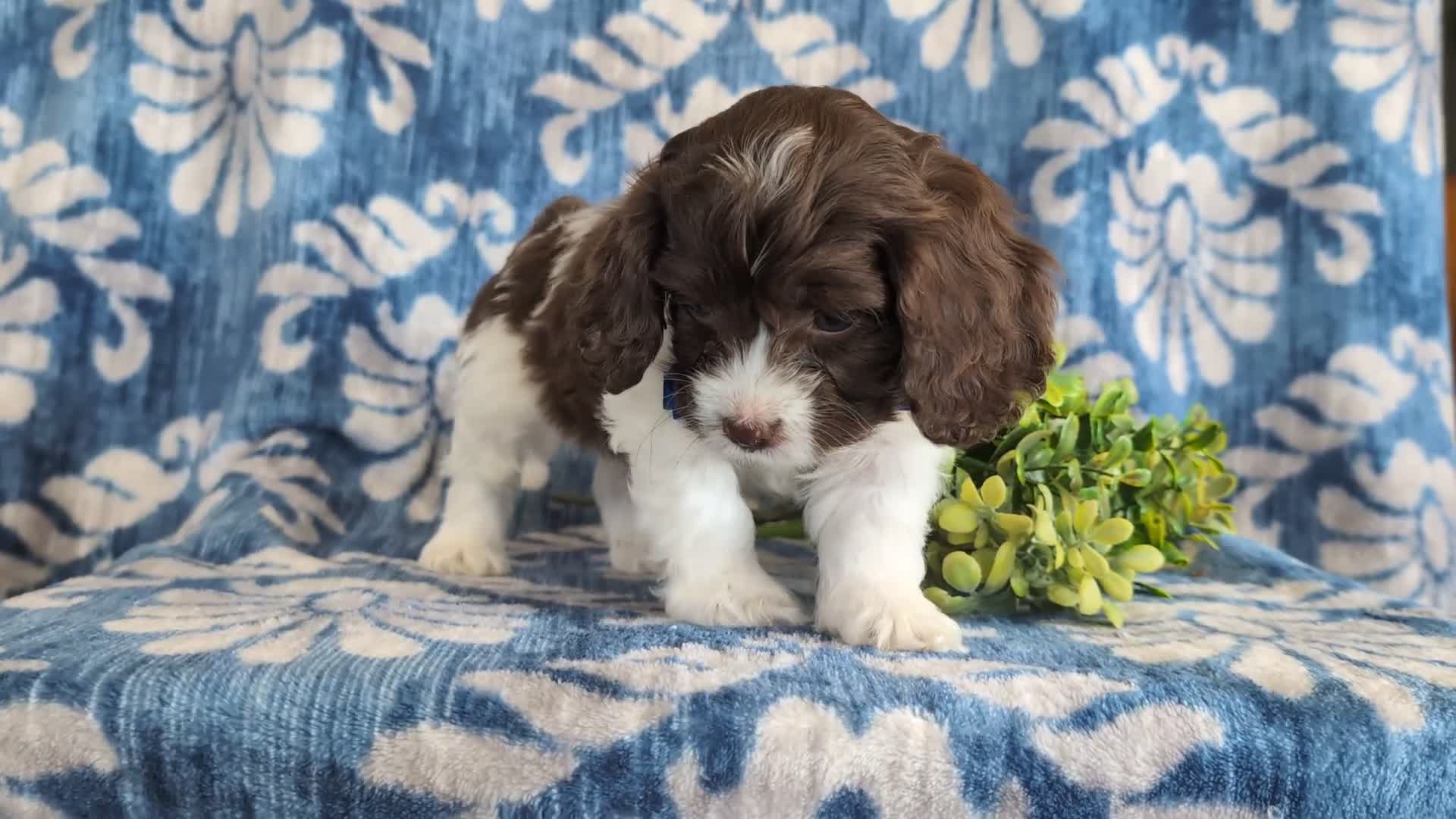 Cockapoo dogs for sale: Kilian - Video 1
