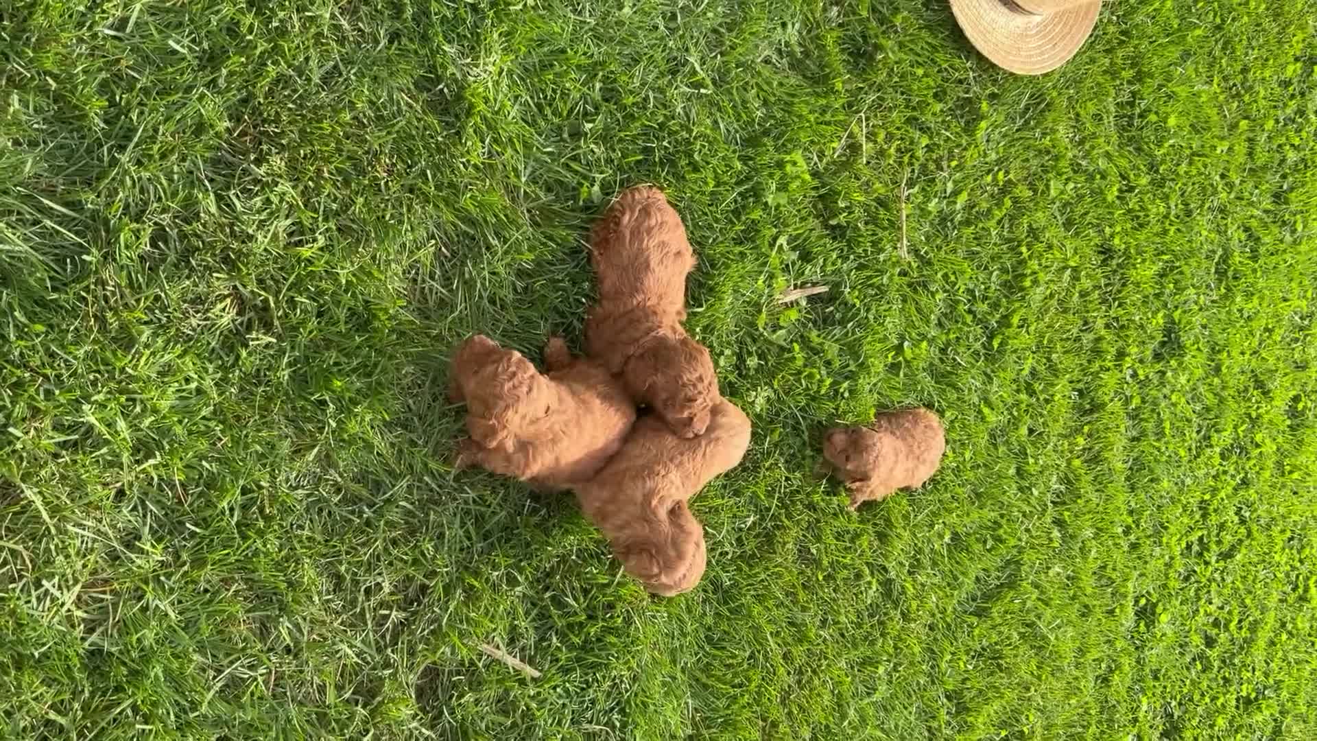 Toy Poodle dogs for sale: Toy Poodle 3 - Video 1