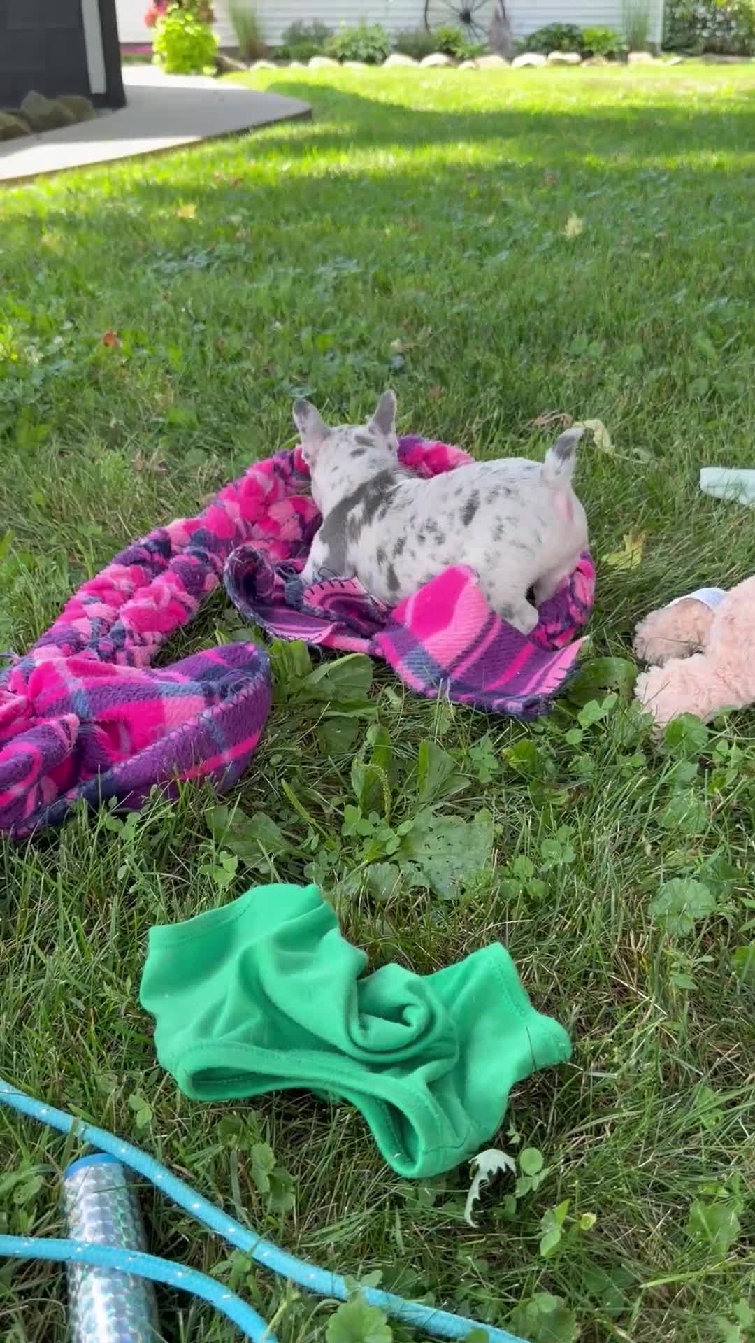 French Bulldog dogs for sale: Twinkle - Video 1