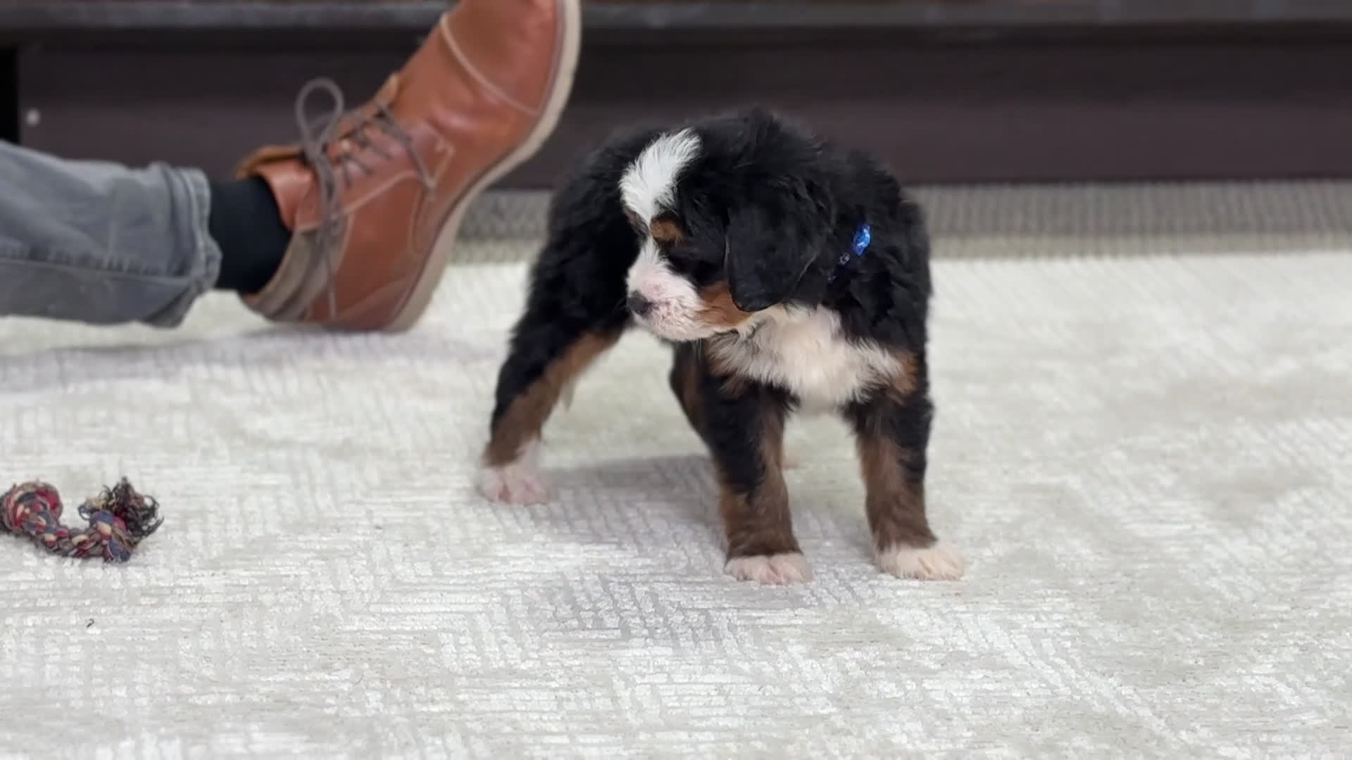 Mini Bernedoodle dogs for sale: Higgins - Video 1