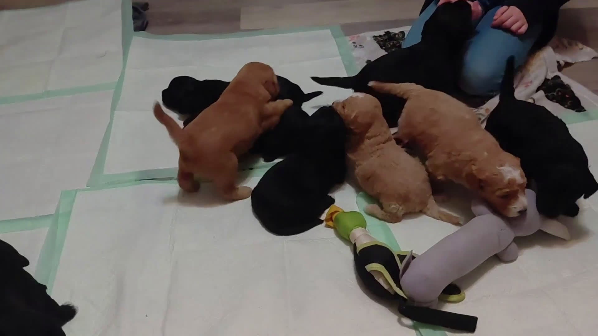 Mini Goldendoodle dogs for sale: Mini Goldendoodle (Max) - Video 1