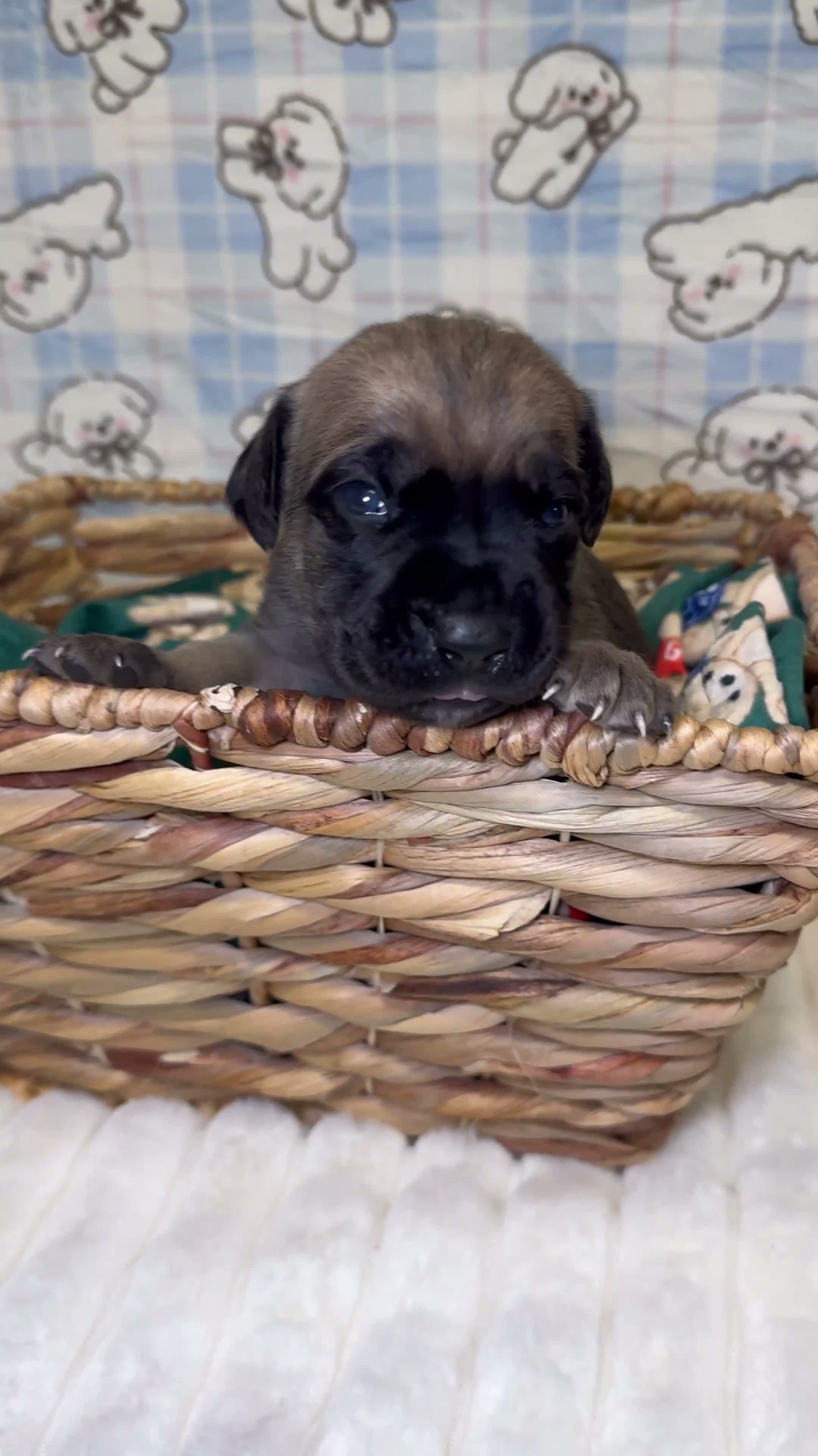 Cane Corso dogs for sale: elva-green collar  - Video 1