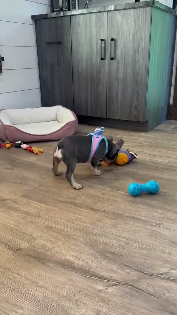 French Bulldog dogs for sale: Maple - Video 2