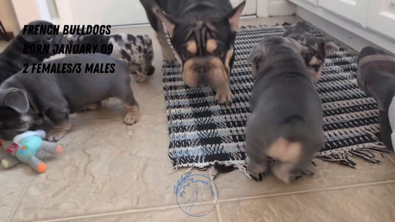 French Bulldog dogs for sale: Rocco - Video 3