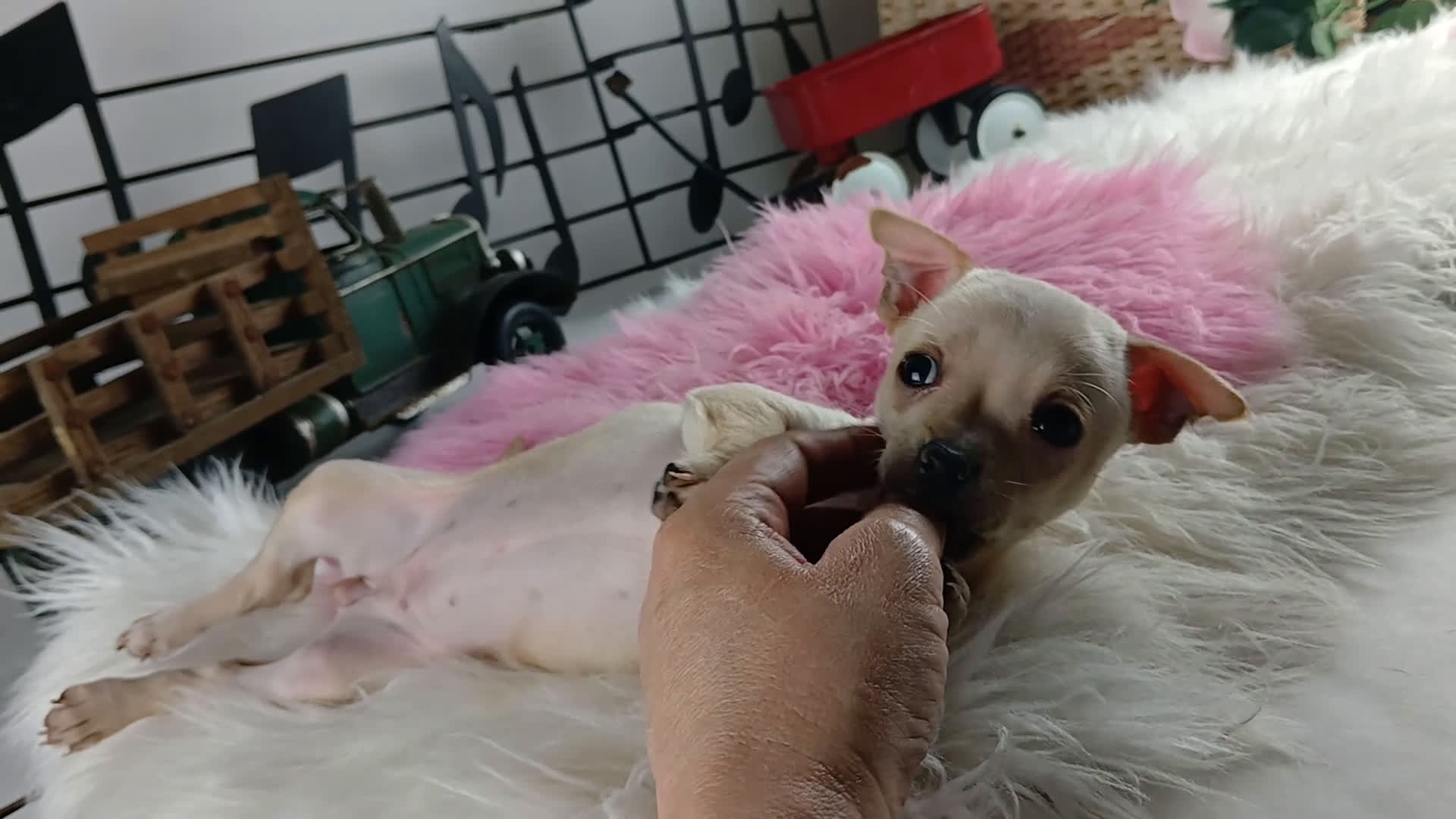 Chihuahua dogs for sale: Blonde girl, Nationwide delivery! - Video 1