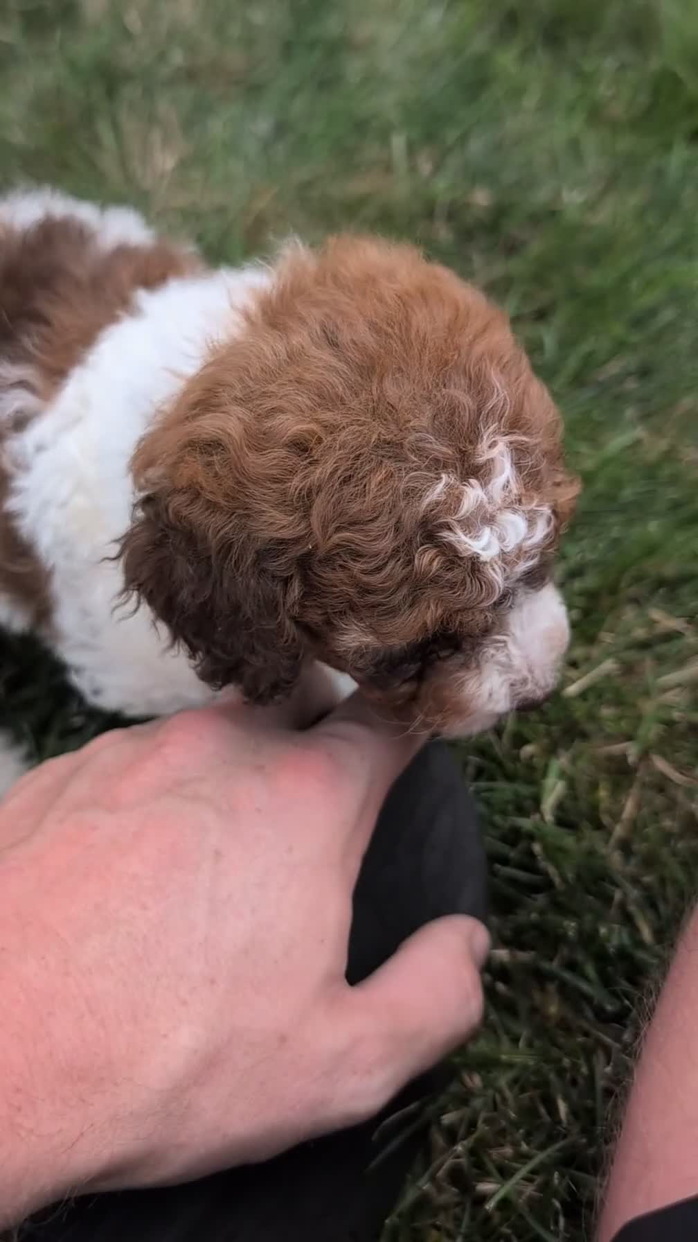 Maltipoo dogs for sale: Kip - Video 1