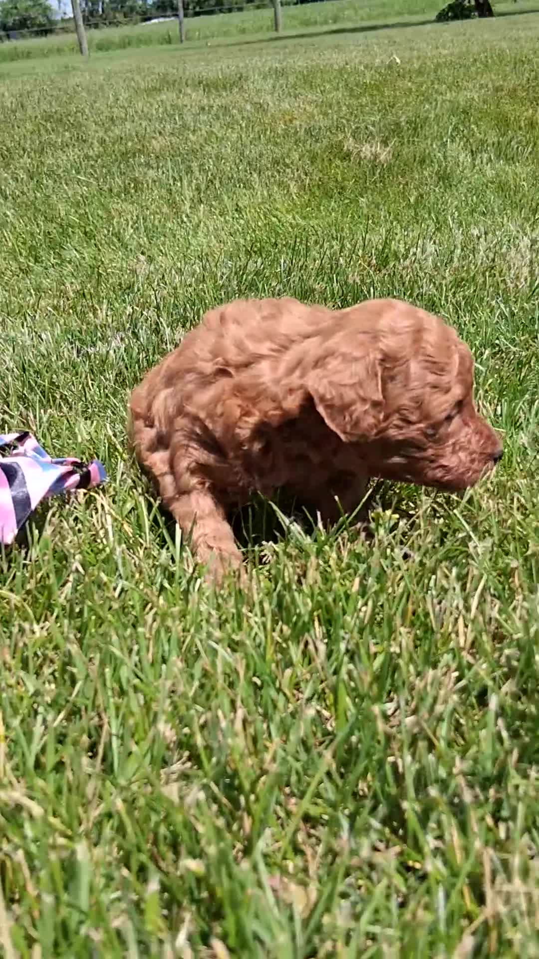 Toy Poodle dogs for sale: Tiny Toy Anne - Video 1