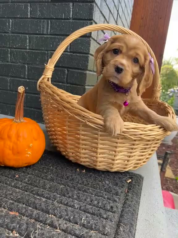 Cocker Spaniel dogs for sale: 🦇🖤Batman 🦇🖤 - Video 1