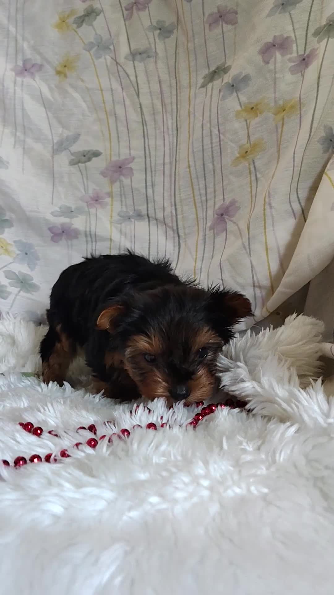 Yorkshire Terrier dogs for sale: Annabelle - Video 1