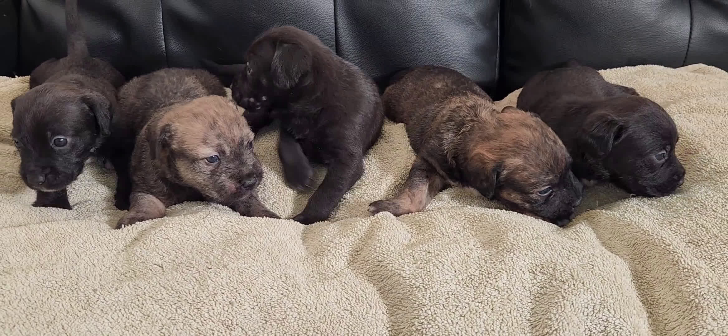 Mixed Breed dogs for sale: SHE'S A Blue - Video 1