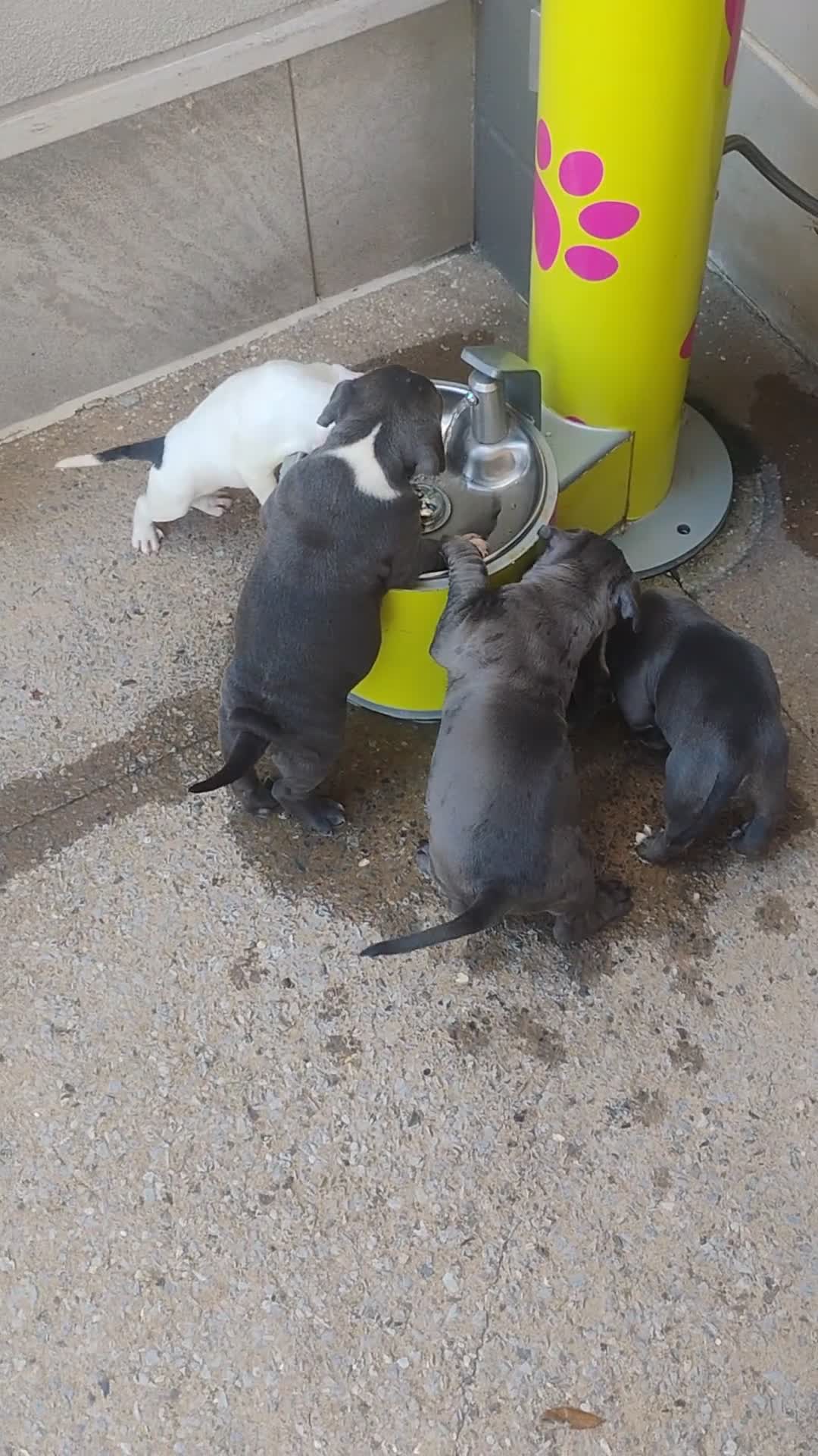 American Bully dogs for sale: American Bully 4 - Video 1