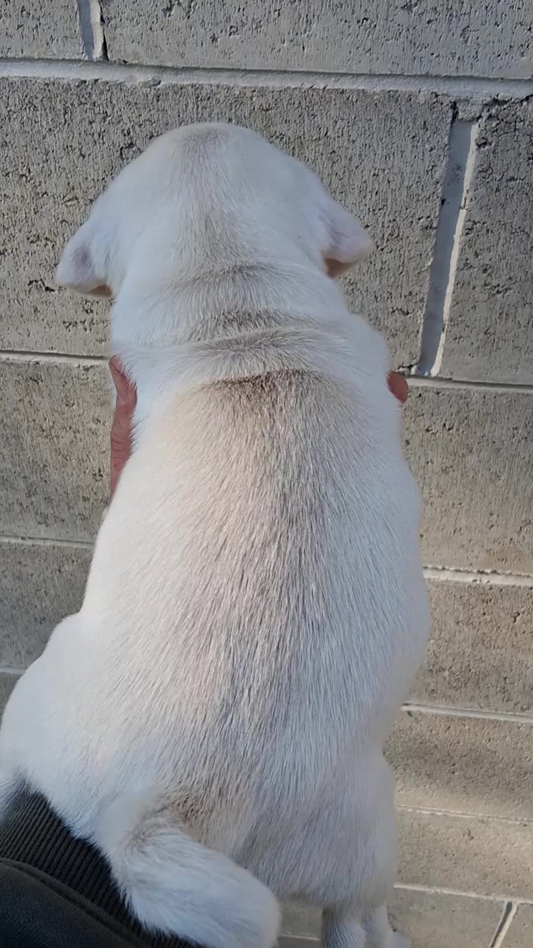 Pug dogs for sale: Kasper - Video 1