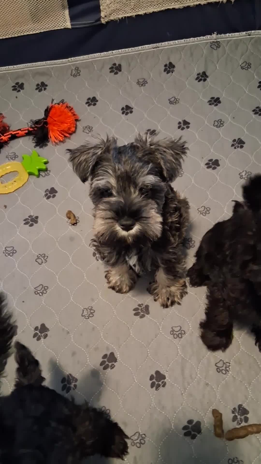 Miniature Schnauzer dogs for sale: Tiramisu AKC Mini Schnauzer - Video 1