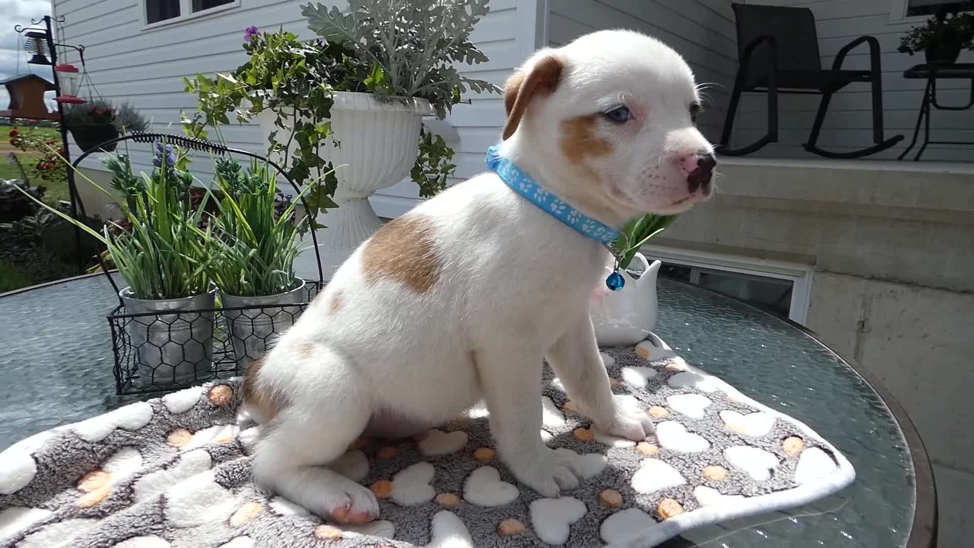 Mixed Breed dogs for sale: Mixed Breed 2 Dexter - Video 1