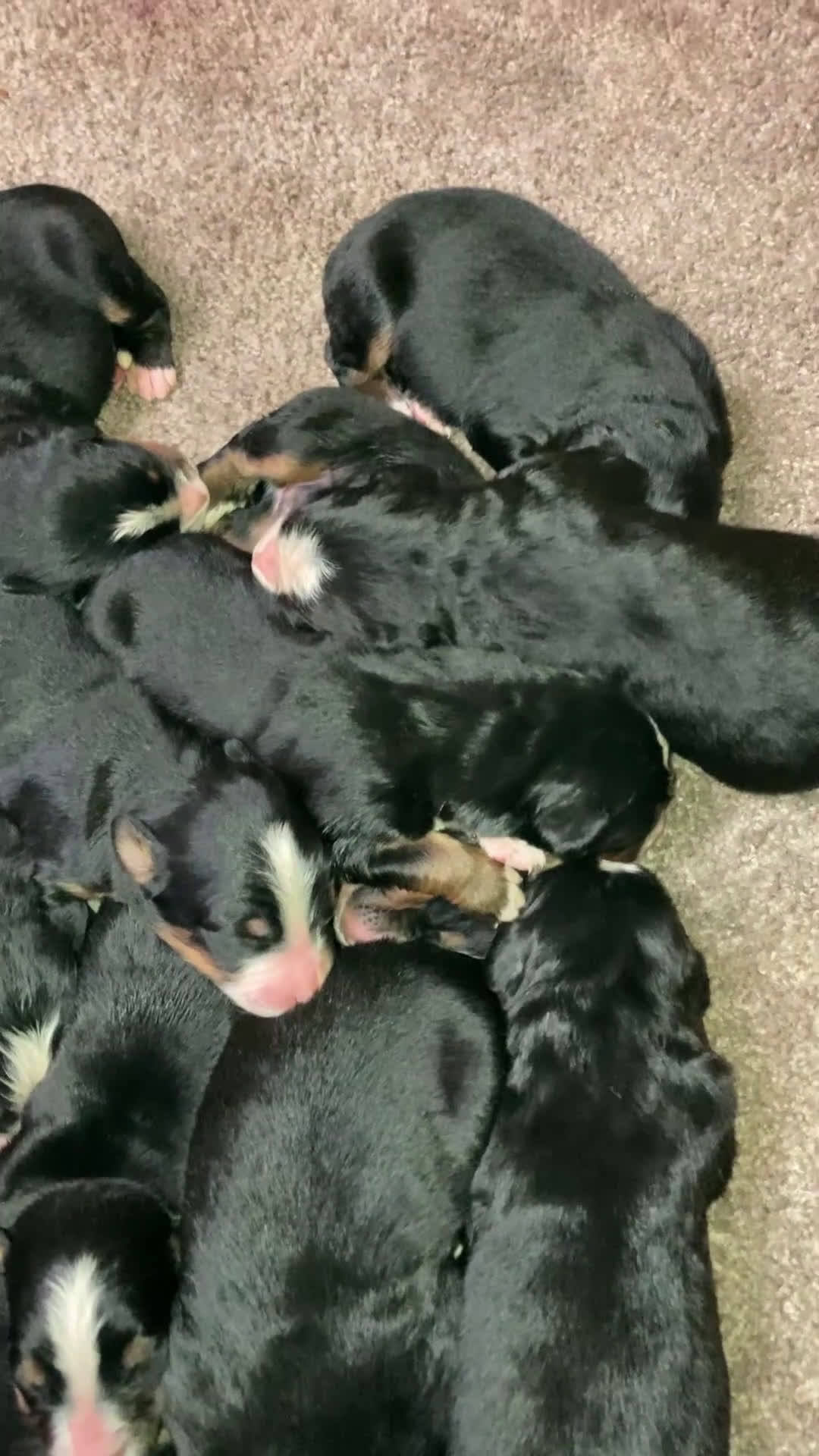 Bernese Mountain Dog dogs for sale: Bernese Mountain Dog Puppy 2 - Video 1