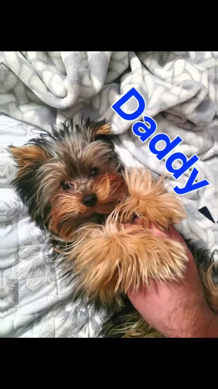 Yorkshire Terrier dogs for sale: COPPER - Video 1