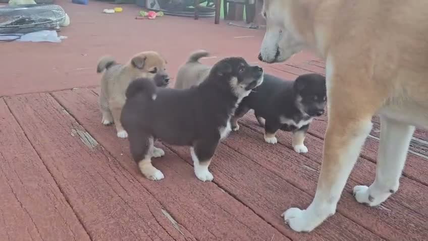 Shiba Inu dogs for sale: Male #2 - Individual coming soon! - Video 1