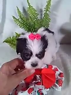 Teddy Bear dogs for sale: Callie - Video 1