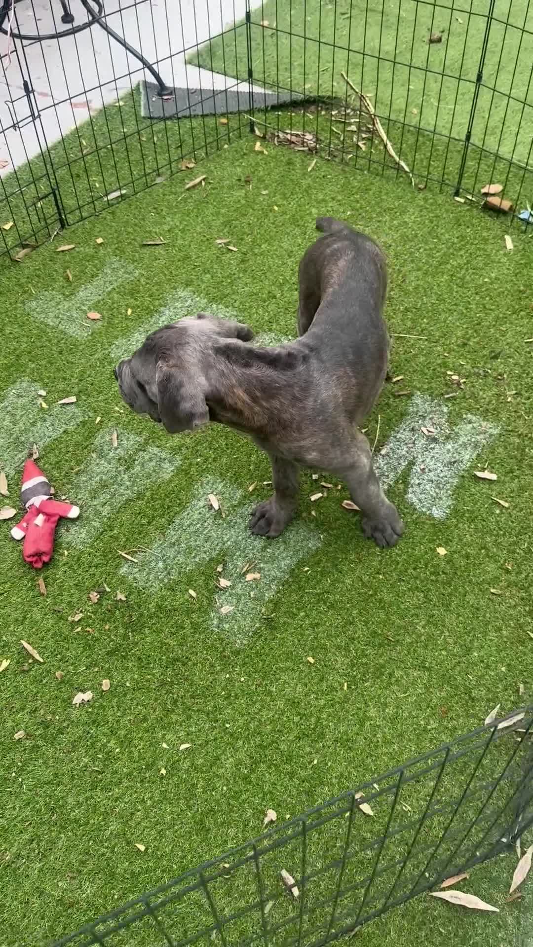 Cane Corso dogs for sale: Gray brindle  - Video 1